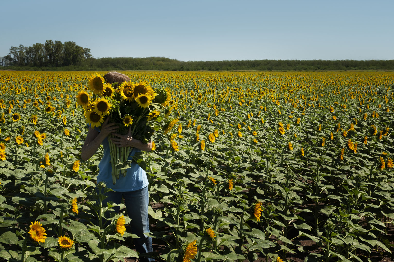 recolte tournesol exploitation agricole chez georgette sarlat perigord